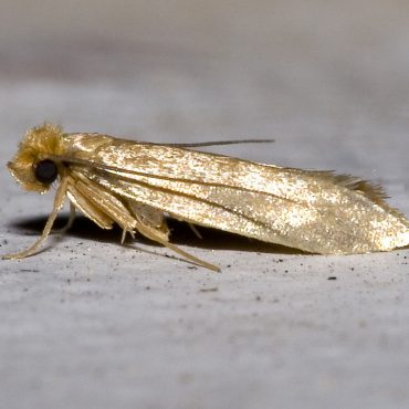 Linen Moth – Tineola Bisselliella