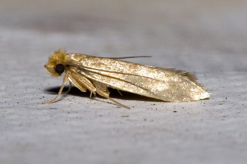 Linen Moth – Tineola Bisselliella